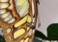 ?? Retour sur notre animation à la Maison des Insectes !  Les Templitudes 